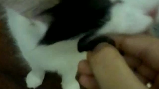cat eating olives in covid 19 times too funny