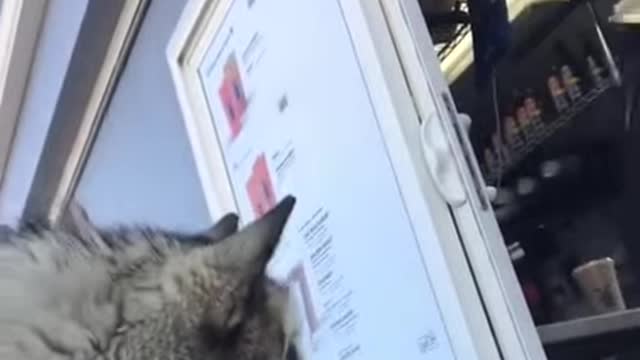 Husky Ordering Coffee at Drive Thru