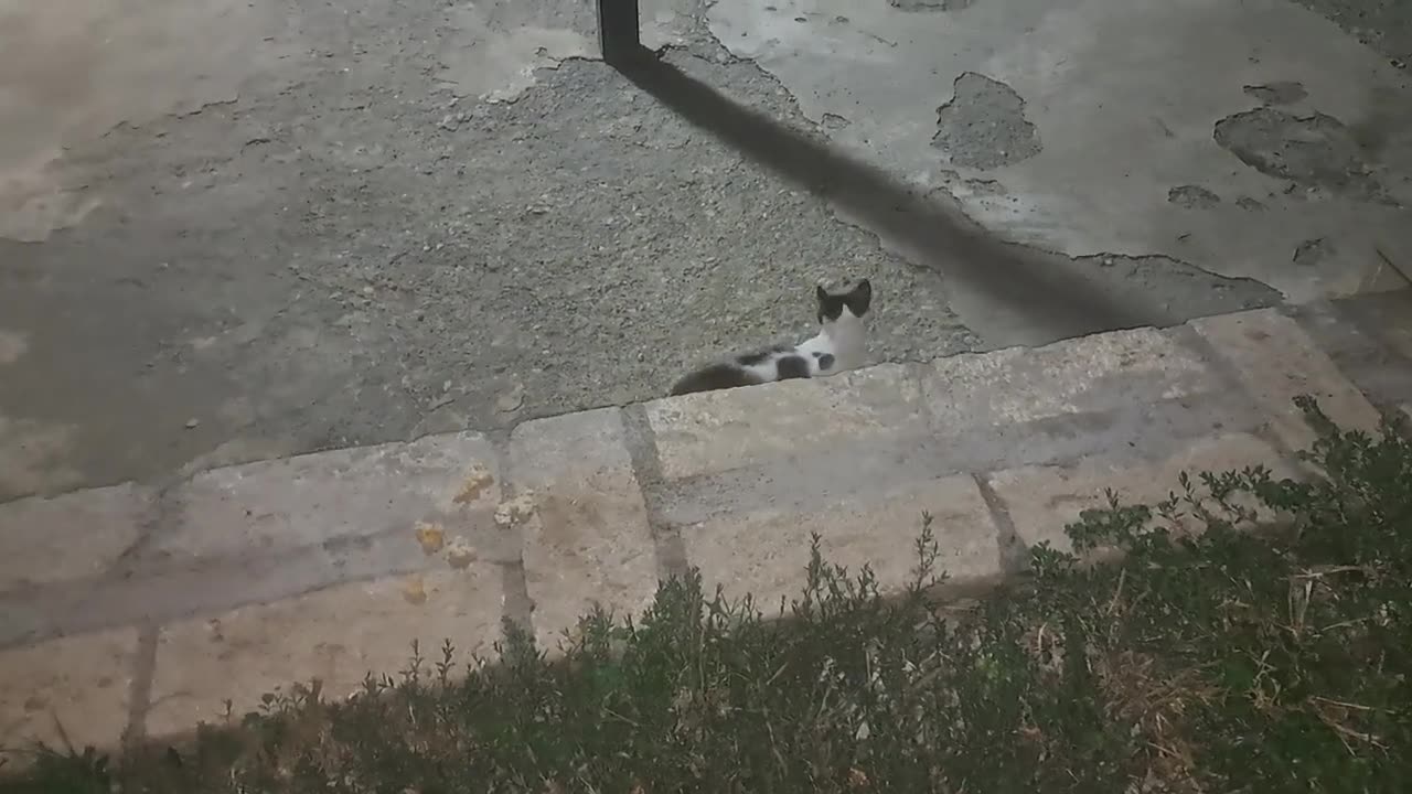 The cute cat jumped over the fence and went away.