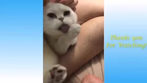 The cat was playing with toy
