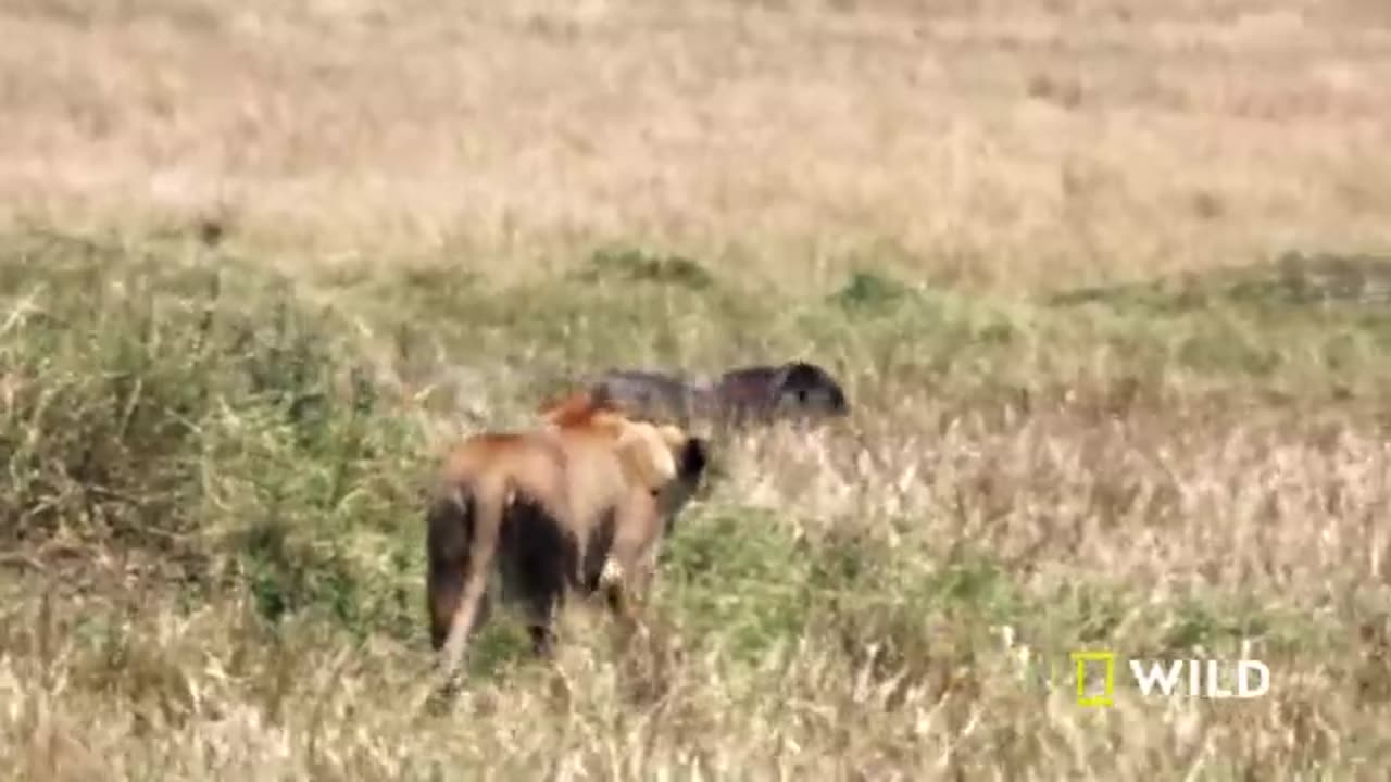 Chow of a lion