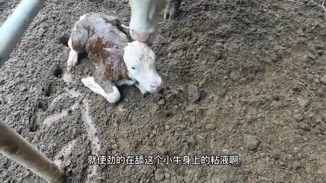 calf learning to walk