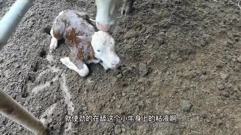 calf learning to walk