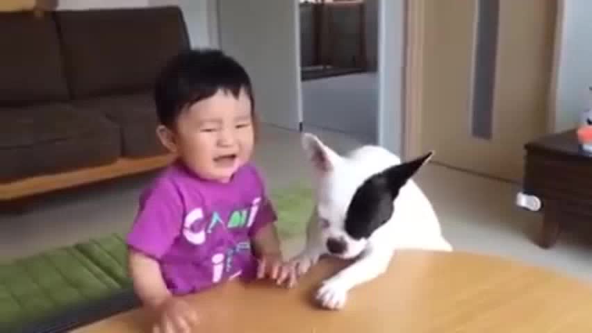 Funny pet with kid Playing