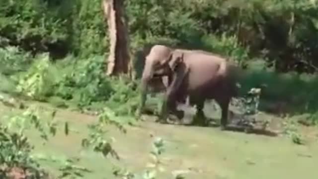 Funny Elephant Scaring People!