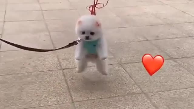 Best cute puppy video on internet