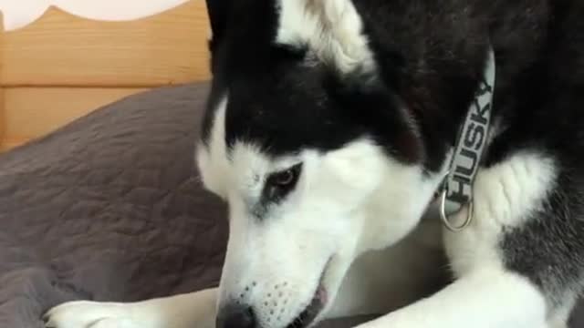 funny animals