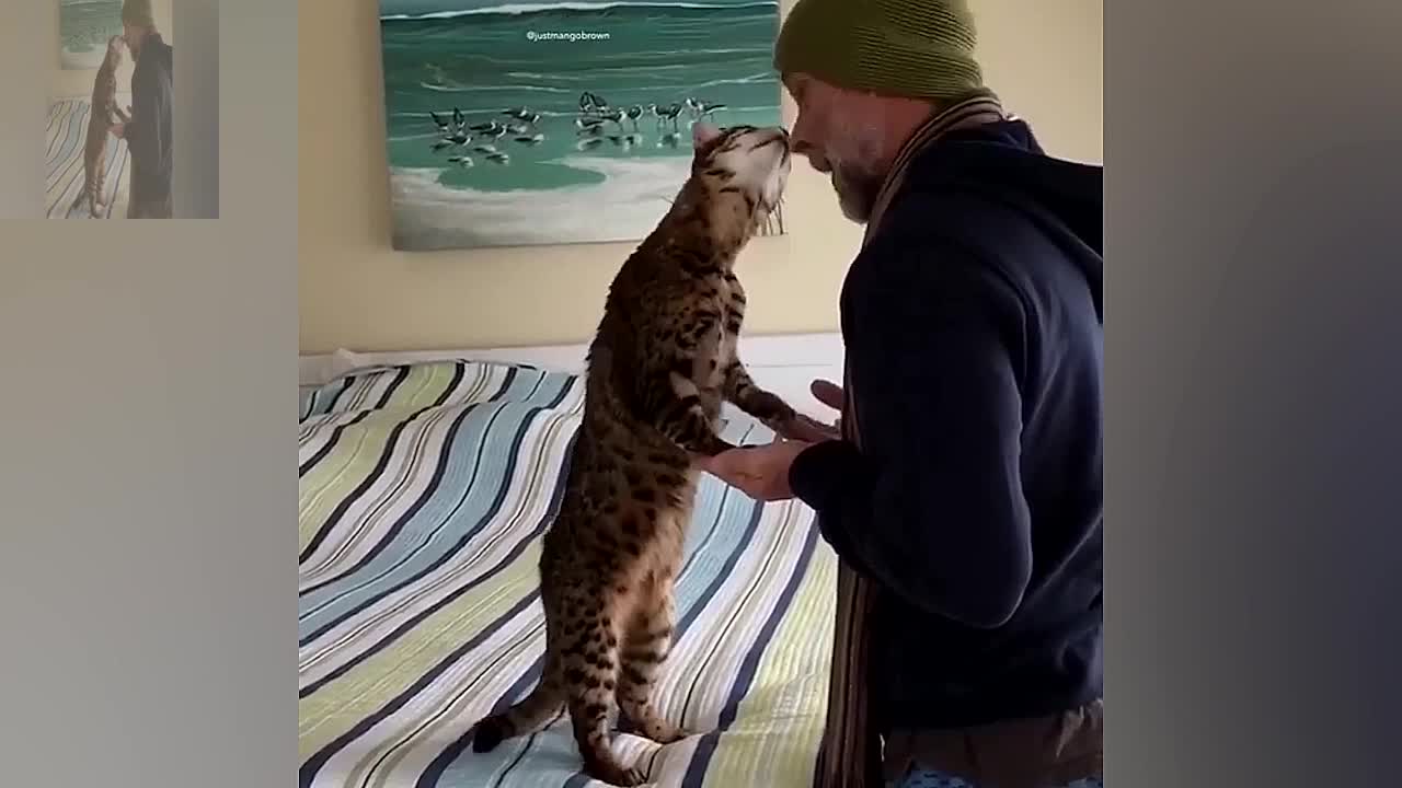 A cat that listens to its master