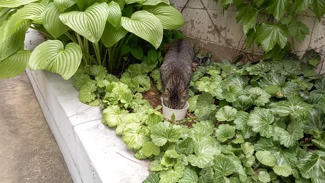 A street cat eating on a flower bed