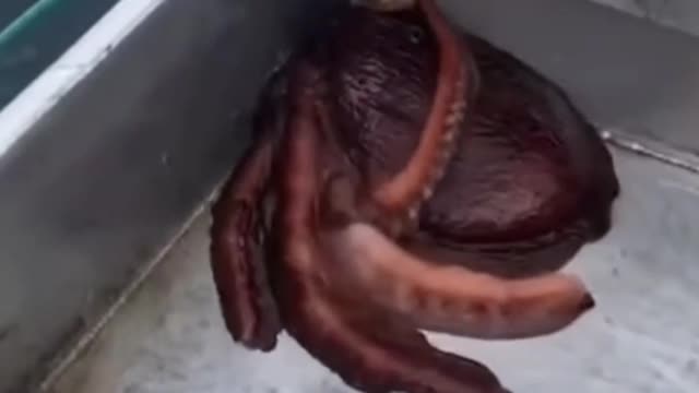 Octopus Escape