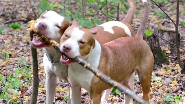 a pit bull Bite Force