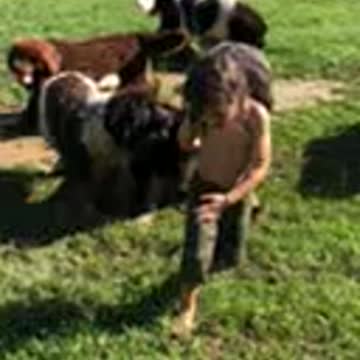Kentucky Tarzan and Newfoundland puppies