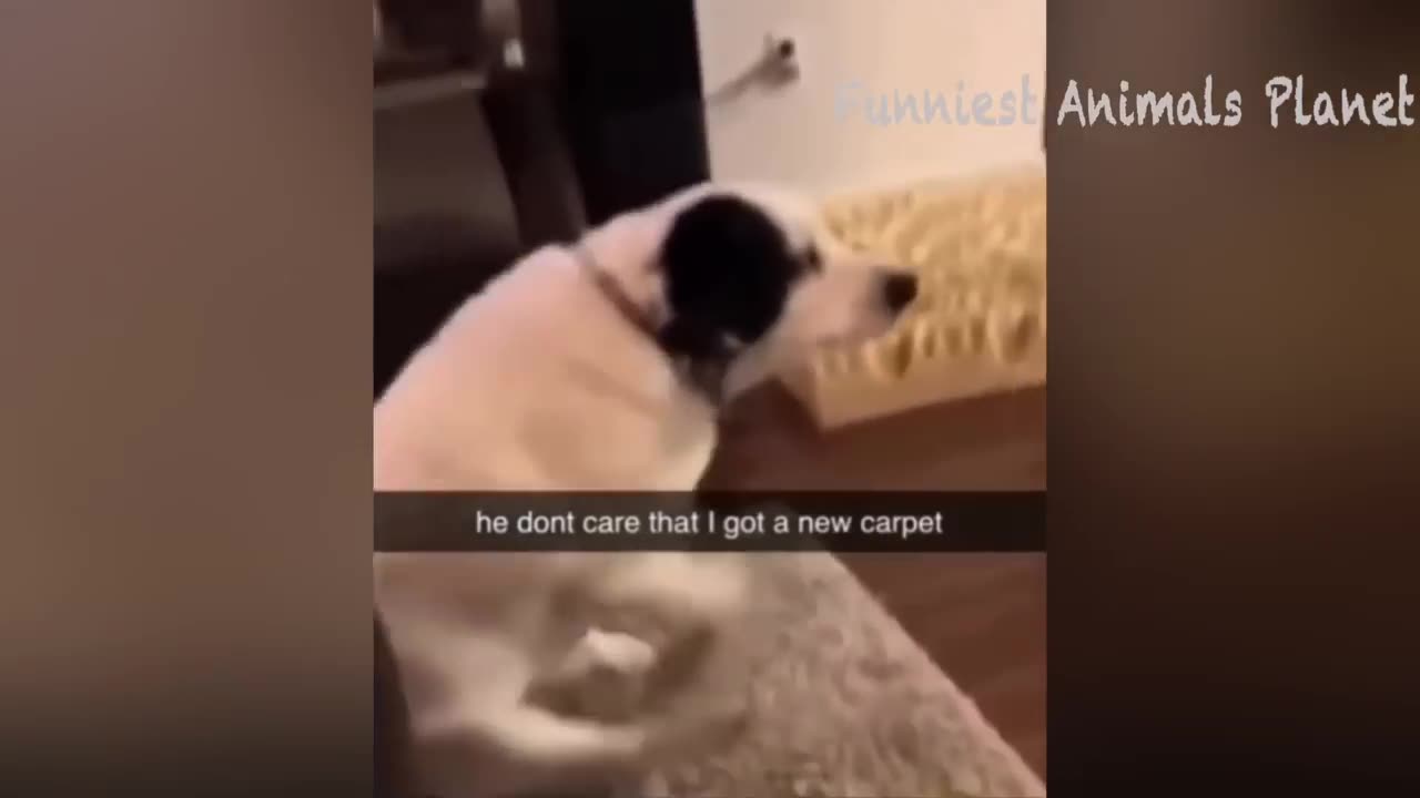 New Funny Cat & Dog Compilation 2024