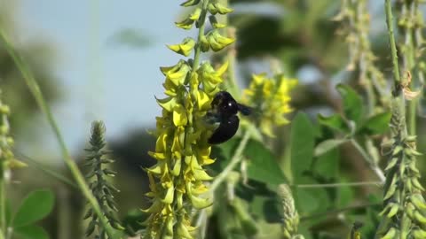 Carpenter bee buzzing