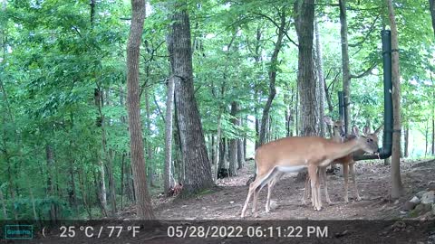 The Woods - 05/29/2022