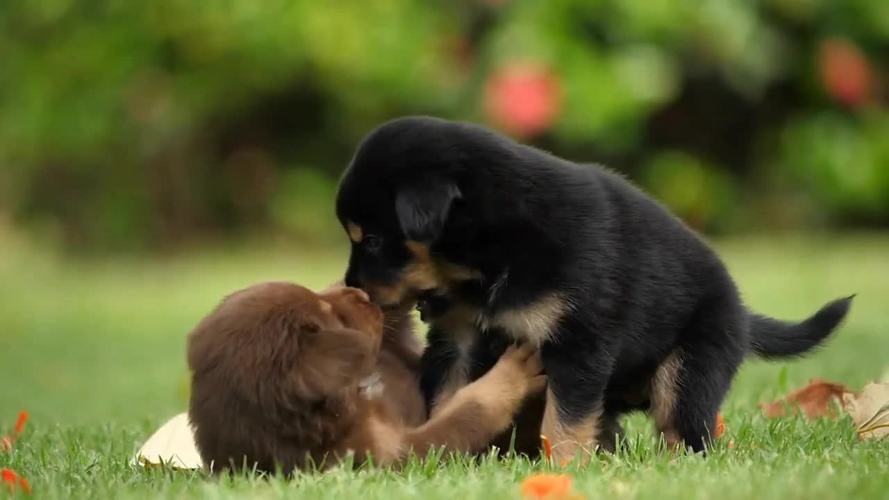 Cute puppies playing in the park