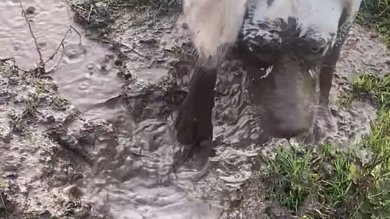 Dog Dunks Face In Mud