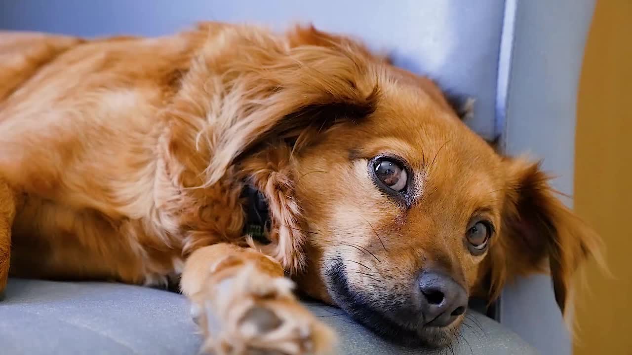 Cute Fur Dogs Eyes Will Make You Mesmerized.