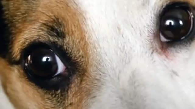 Big, bright eyes curious to see the camera