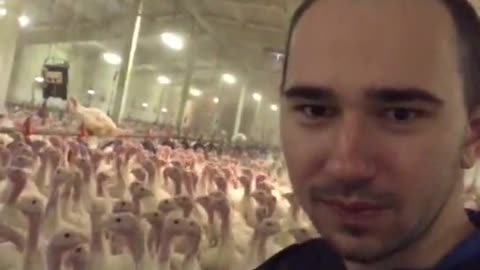 Man Converses with Turkey Congregation