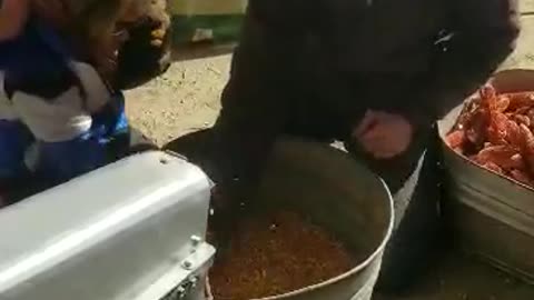 Phoenix Ridge Homestead shelling corn