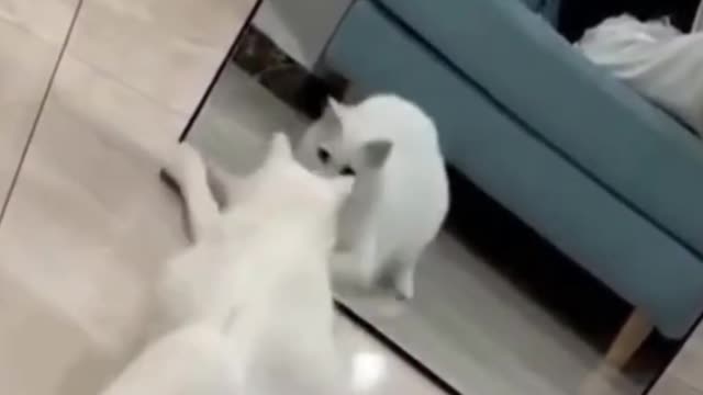 Searching cat