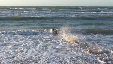 dog swimming