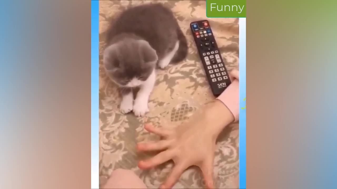 Best Funny Animal Videos 18