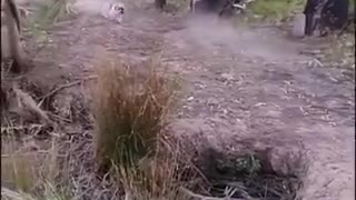small dog vs cow