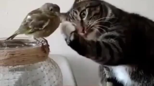 Cats and birds.