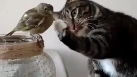 Cats and birds.