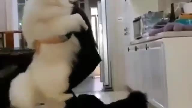 š¤£Best Funny Dog Videos 2021𤣠š¶ It's time to LAUGH with Dog's life
