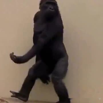 Funny Monkeys make me Happy