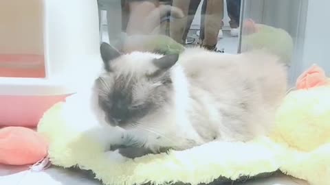 A sitting cat is the ideal of serenity.