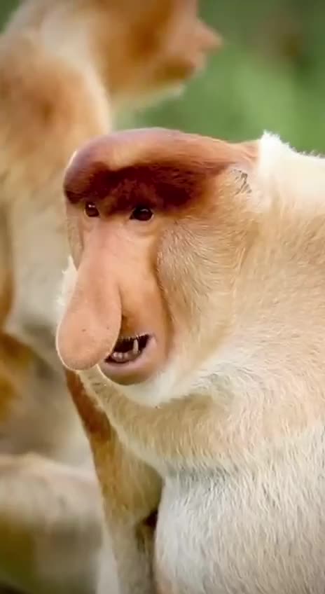 How people react to a buddy’s big nose 🤣