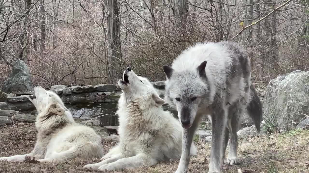 Wolf Who Lost His Voice Leads a Chorus of Howls