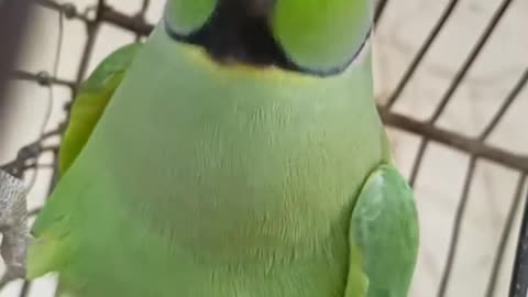 ye mithi chi mithi 😂🥰❤️#shorts #talkingparrot