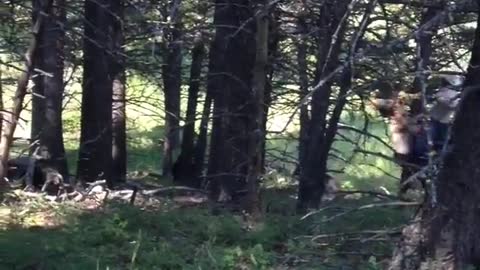 Bear Encounter in Montana Forest