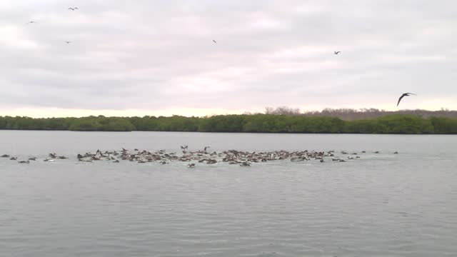 These Unique Birds Are Quite The High Diving Masters