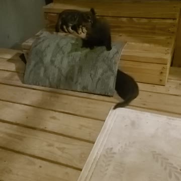 Kittens play 1