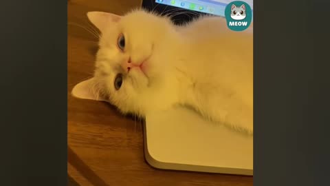 a cute cat is sleeping on the sofa