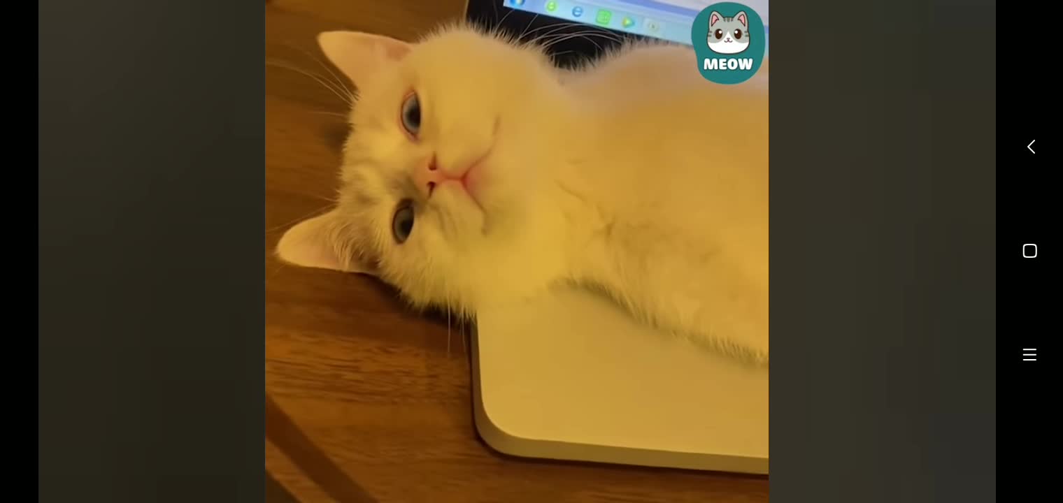 a cute cat is sleeping on the sofa
