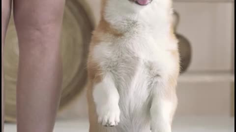 Funny dog video |funny dog