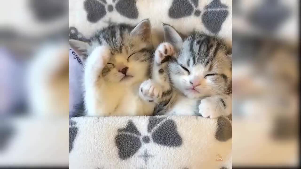 Funniest Cute Baby Cat Videos You Must See Funny Videos Compilation