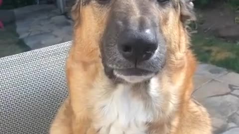 Funny Dog🐶 Funny Animals 2023 😂