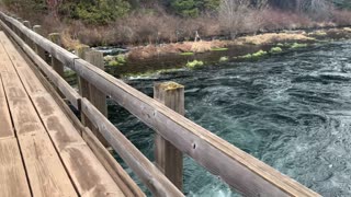 Bridge Views of Mighty Metolius River – Central Oregon