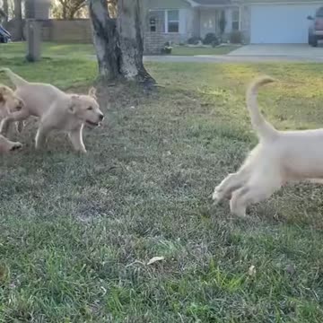 many little dogs and little baby funny video|dogs funny video|dog traning