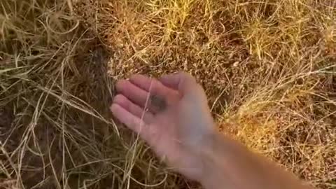 Why is nobody talking about how cute porcupines are?