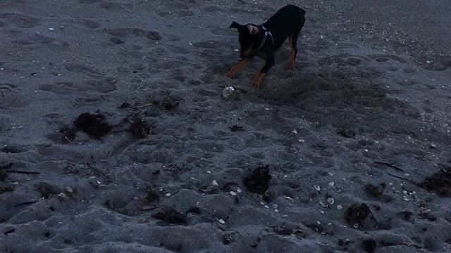 Doberman Puppy finds dead puffer fish still bites