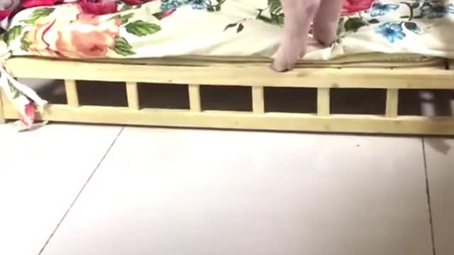 pigs go to bed, hahahah
